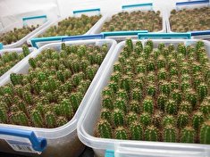 صفر تا صد پرورش و کشت کاکتوس