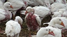 صفر تا صد پرورش غاز