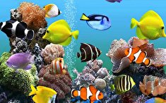 صفر تا صد پرورش ماهی زینتی