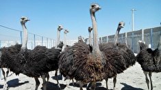 صفر تا صد پرورش شترمرغ